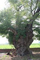(Belgium), the old multisecularian lime tree knocked down by the storm of the 11.05.2007 - Caractéristics: circumference of more than 9m at 1m50 of the ground, was aged of about 500 year old